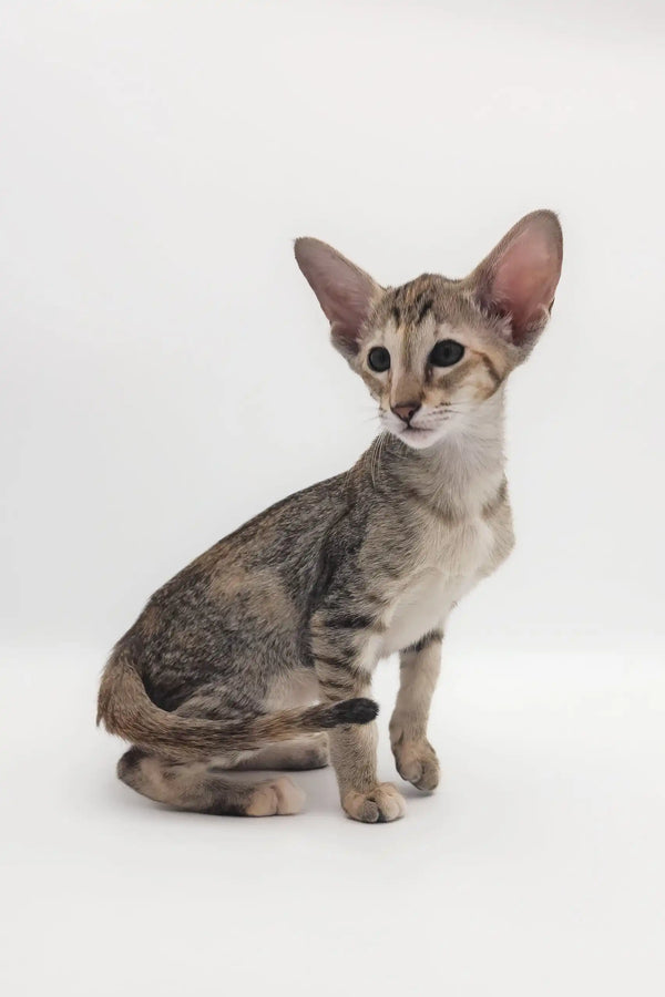 Adorable Roxy, the Oriental Shorthair Kitten, striking a playful pose