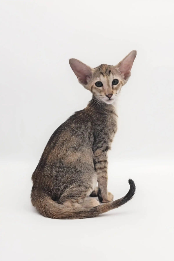 Oriental Shorthair kitten Roxy with cute tabby markings looking playful and adorable