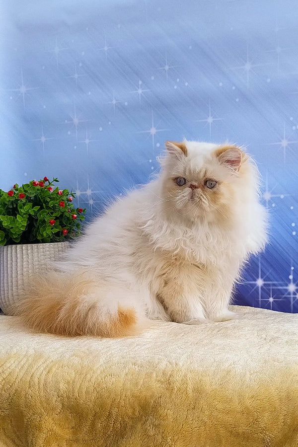 Fluffy cream-colored Persian cat named Roy perfect for cuddles and playtime