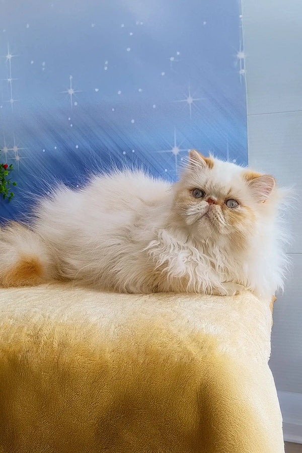 Fluffy white Persian cat named Roy, the adorable Persian Kitten for sale