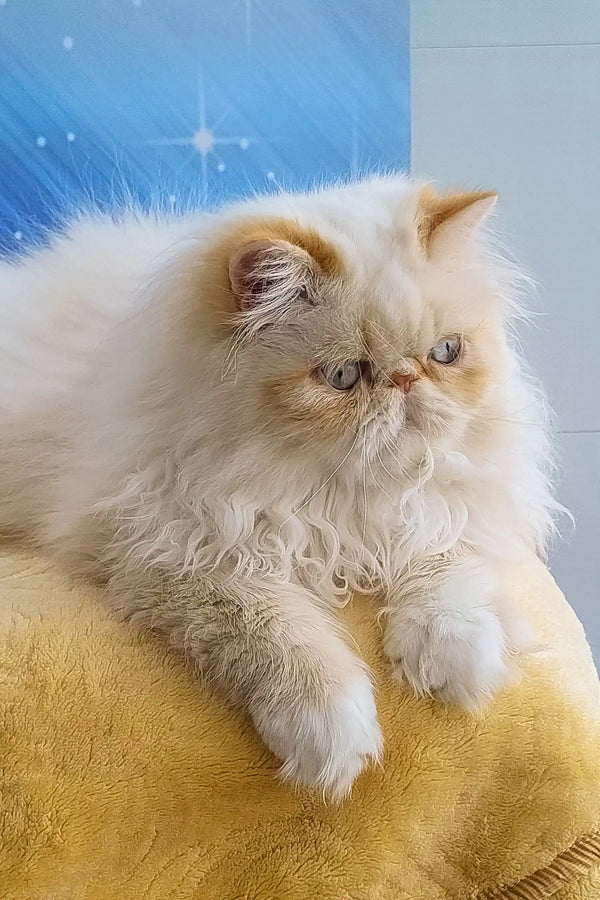 Fluffy white Persian cat named Roy, the adorable Persian kitten