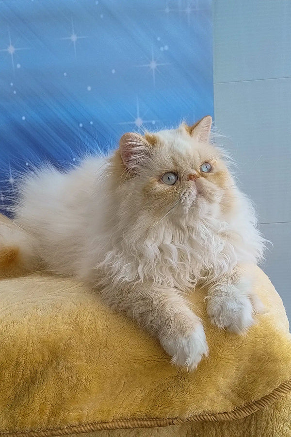 Fluffy white and tan Persian cat named Roy, the adorable Persian kitten