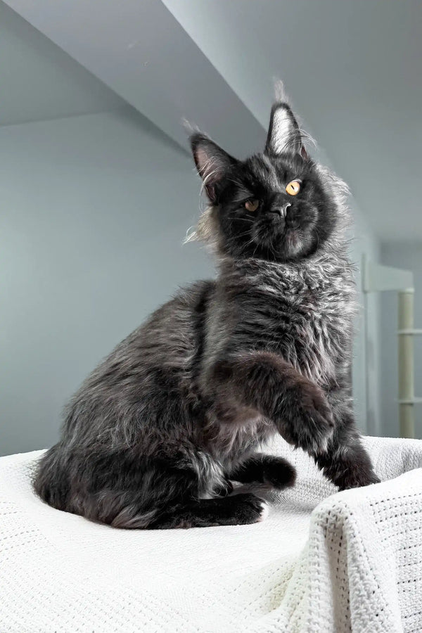 Royal | maine coon kitten