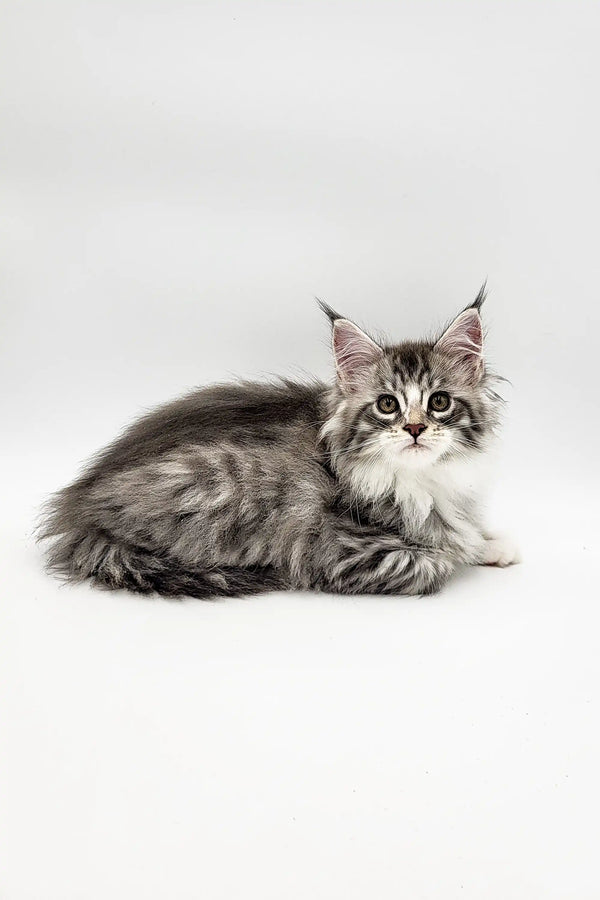 Fluffy gray and white Maine Coon kitten Runa with cute ear tufts ready to play