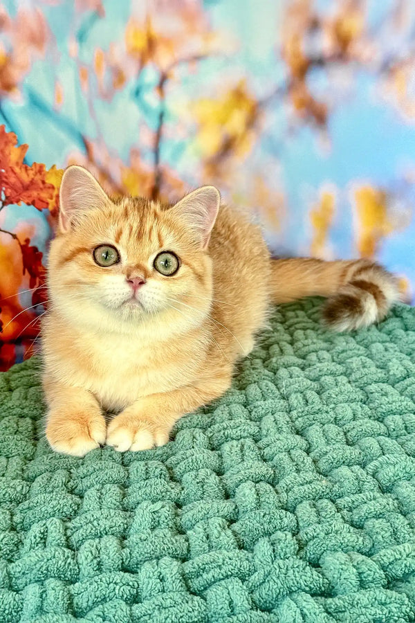 Sabrina | british shorthair kitten