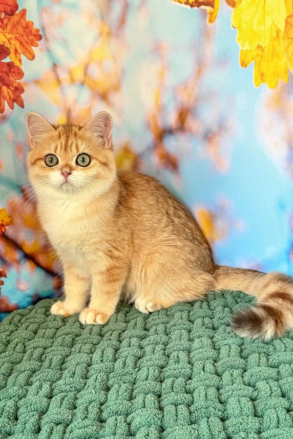 Sabrina | british shorthair kitten