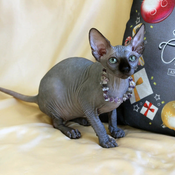 Safi the Hairless Sphynx Kitten rocking a stylish collar, perfect for cat lovers