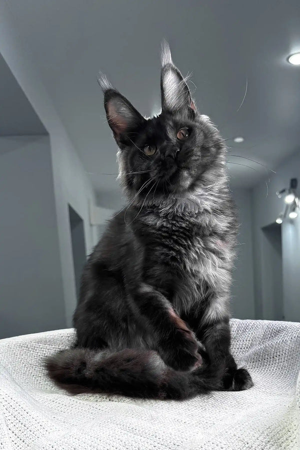 Sakura | maine coon kitten