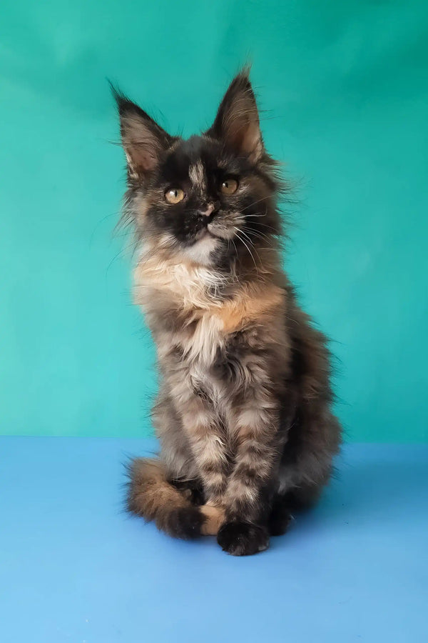 Sakura | maine coon kitten