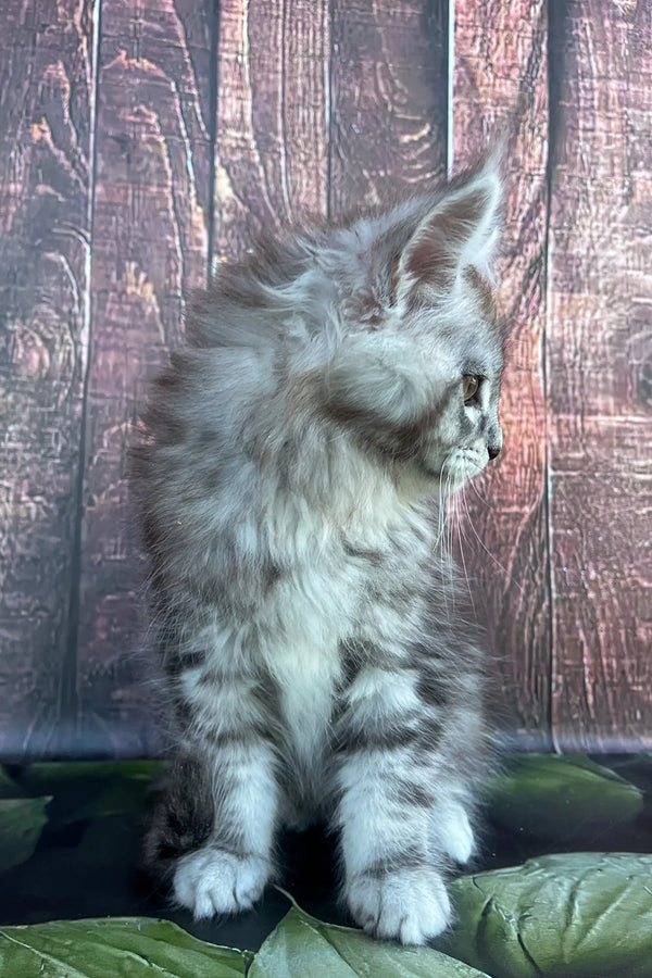 Fluffy gray and white Maine Coon kitten with cute ear tufts in Salina product