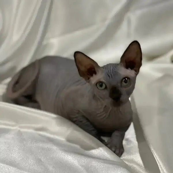 Meet Salt, the adorable Sphynx kitten with big ears and striking green eyes