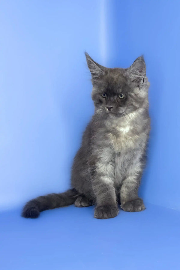 Saltan | maine coon kitten