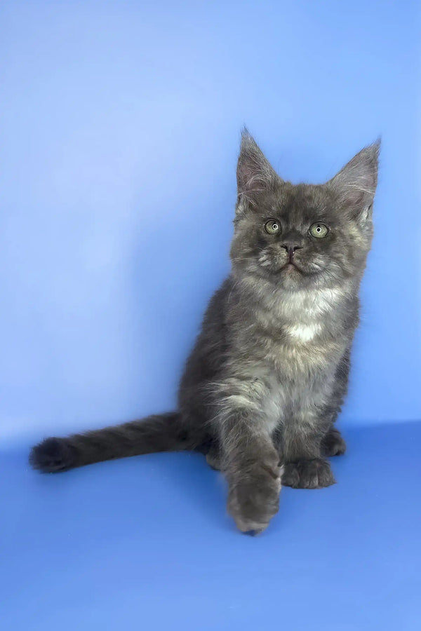 Saltan | maine coon kitten