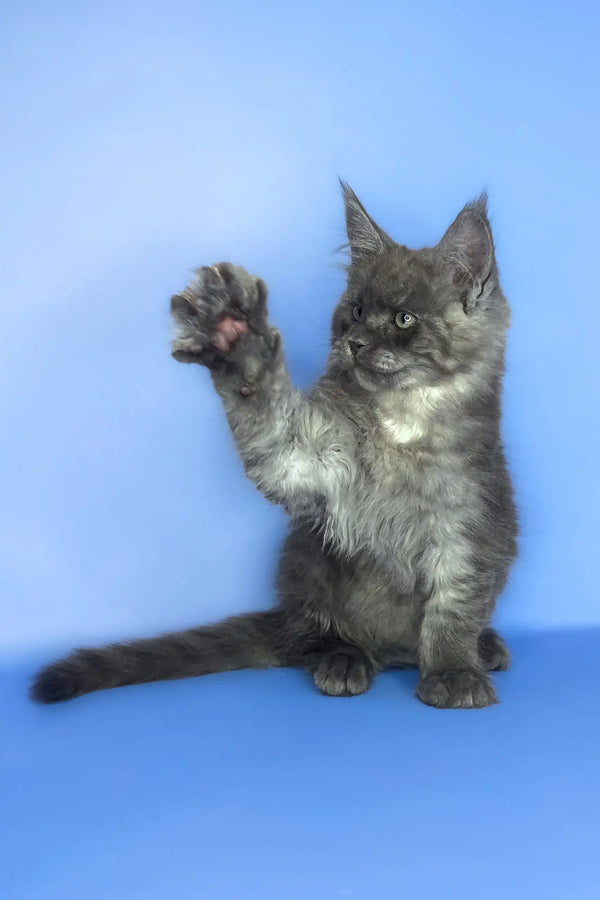 Saltan | maine coon kitten