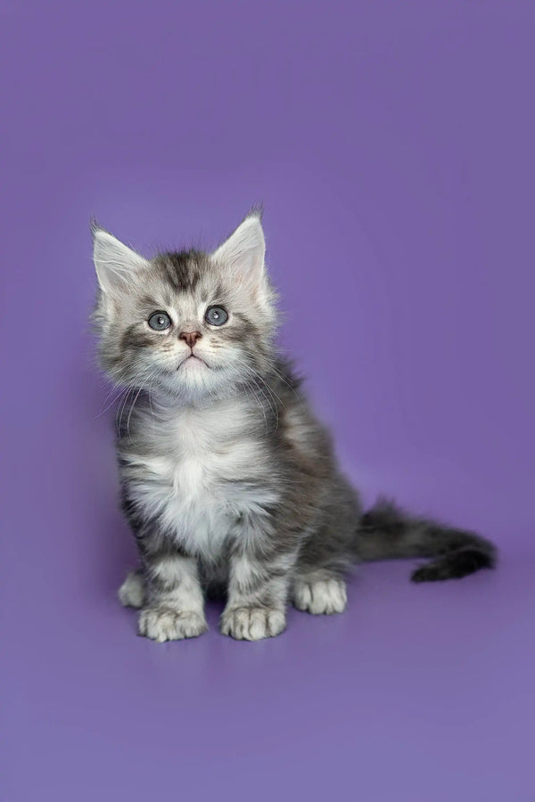 Fluffy gray and white Maine Coon kitten sitting upright, adorable and playful