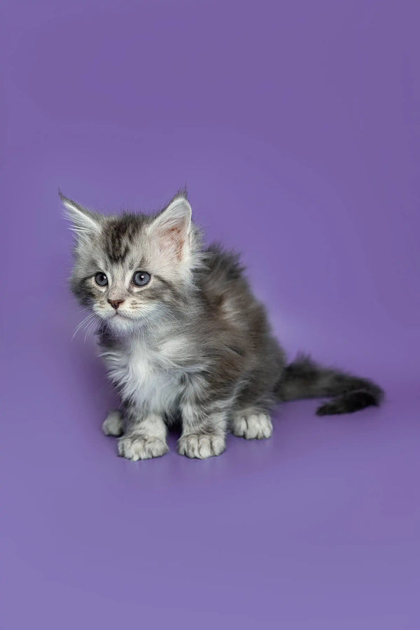 Fluffy gray and white Maine Coon kitten sitting adorably on a plain surface