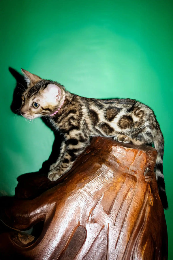 Sandra | bengal kitten