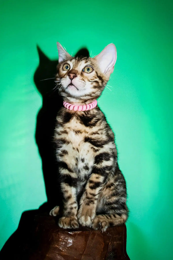 Sandra | bengal kitten