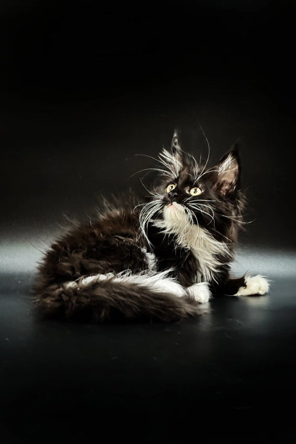 Fluffy black and white Maine Coon kitten with striking green eyes, super adorable!