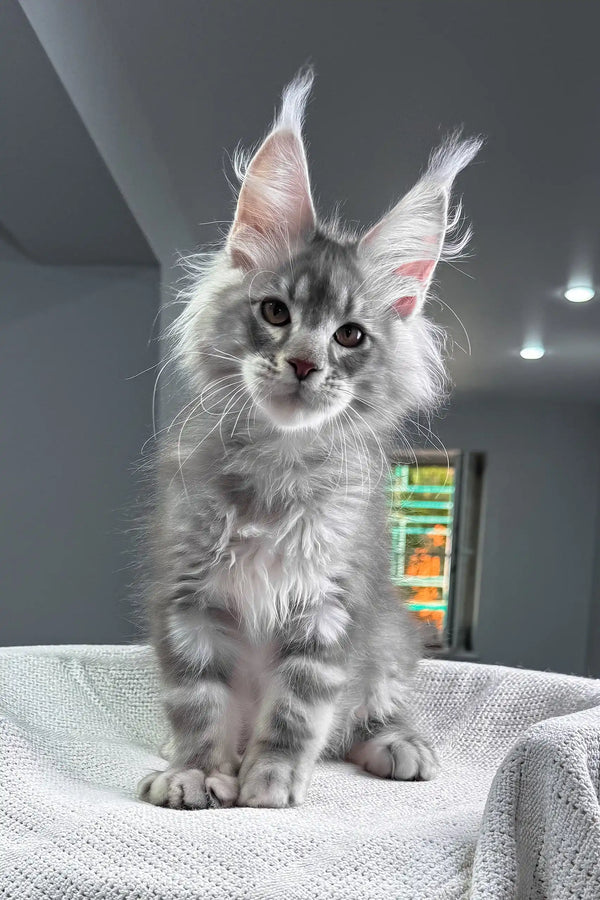 Santiago | maine coon kitten
