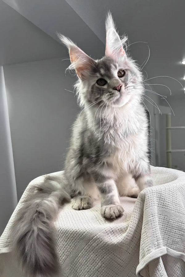Santiago | maine coon kitten