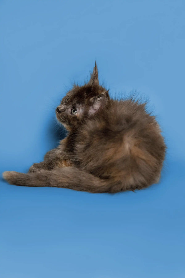 Fluffy gray Maine Coon kitten with a cute tuft of fur on its head