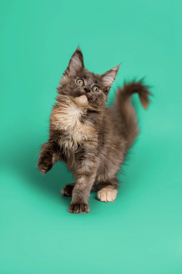 Fluffy gray and white Maine Coon kitten with perked ears and an upright tail