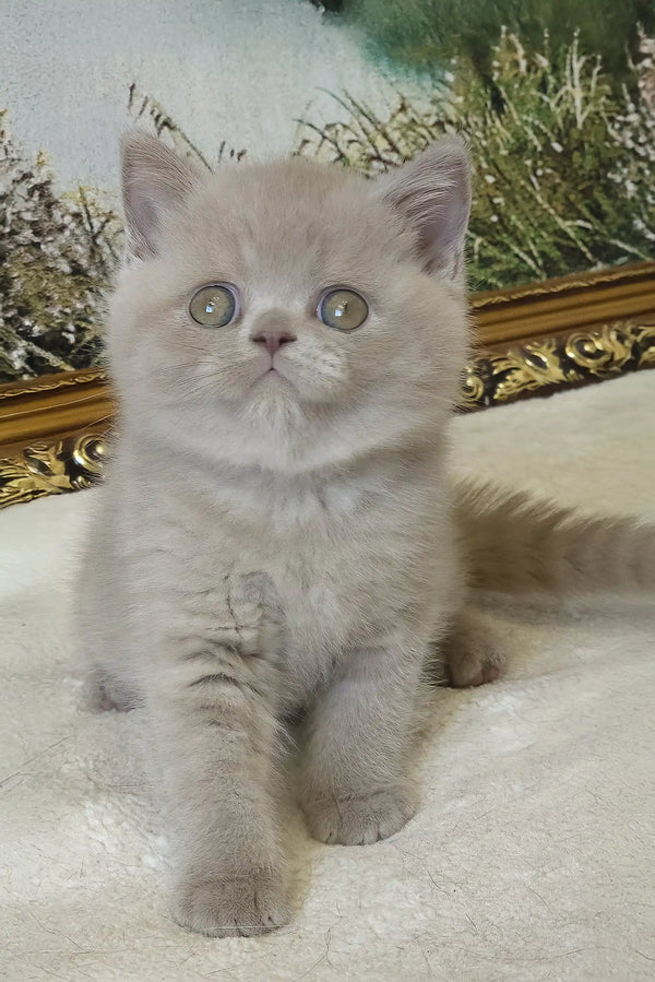Sashka | british shorthair kitten