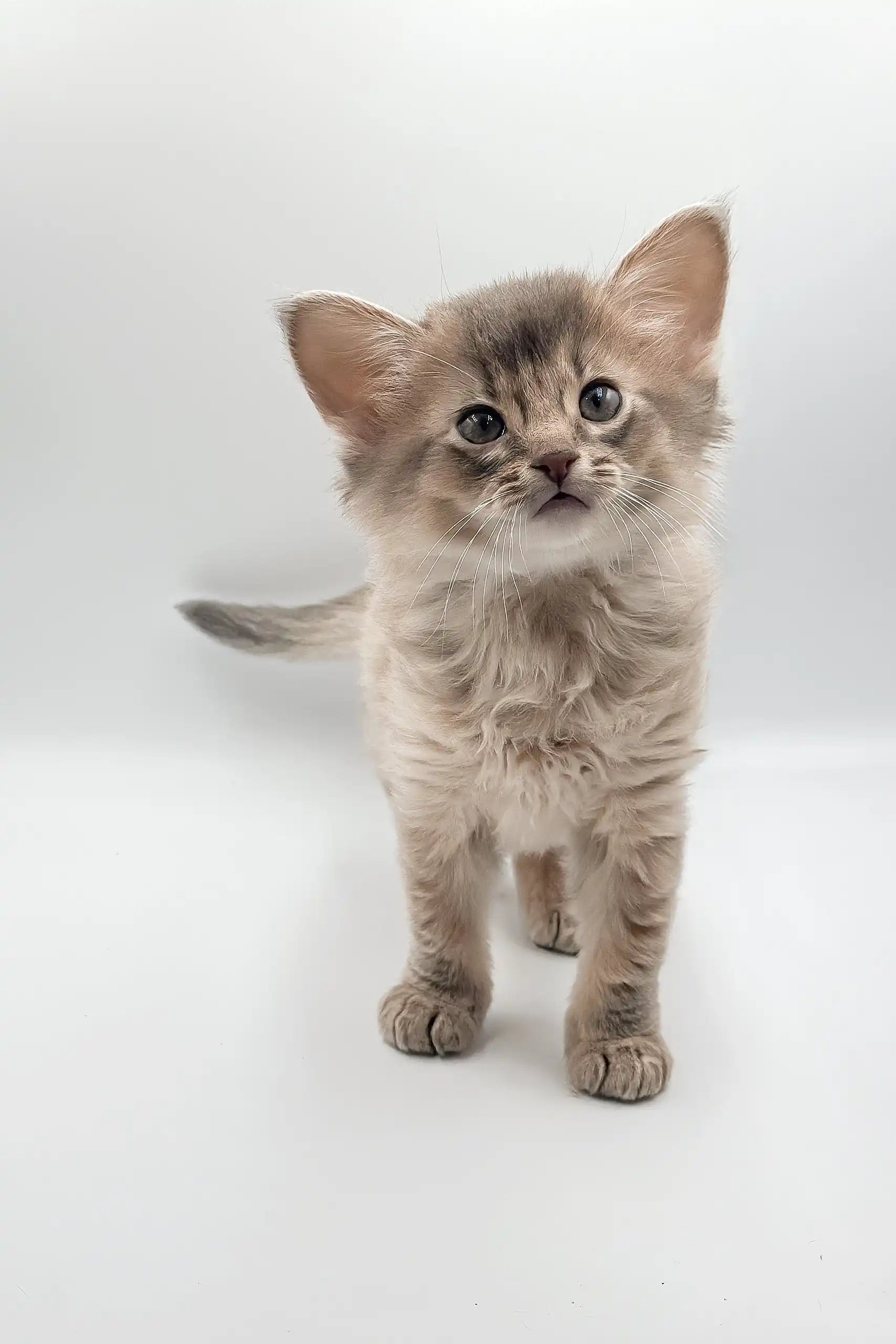 Somali Fluffy Cat 2ドル銀貨 Somali Fluffy Cat 2ドル銀貨 Somali Fluffy Cat 2ドル銀貨