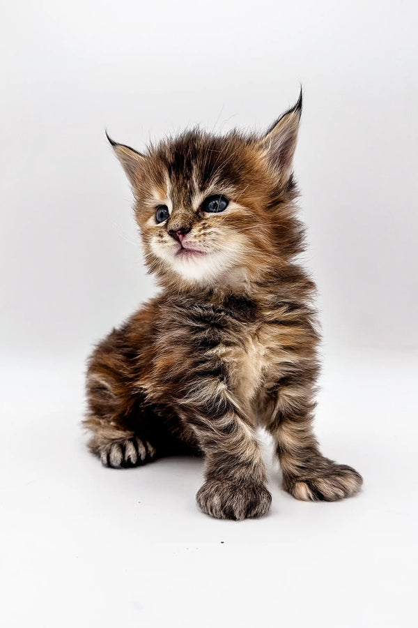 Adorable Polydactyl Maine Coon kitten with fluffy fur and an alert expression