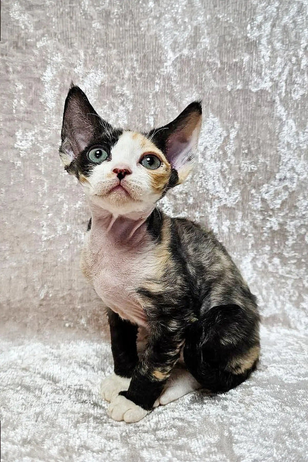 Adorable Hairless Devon Rex Kitten Scarlett with Patches of Fur and Big Ears
