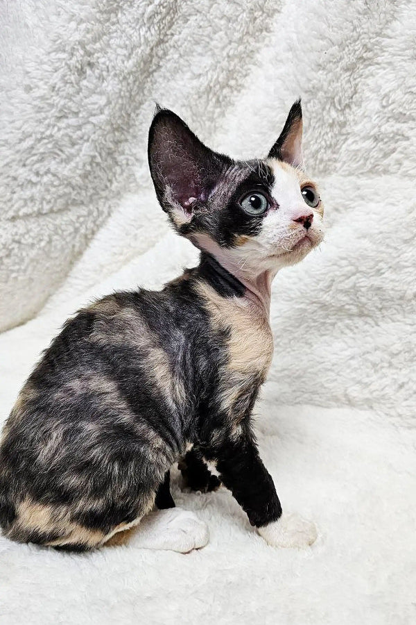 Hairless Devon Rex kitten with black and white patches and big ears, named Scarlett