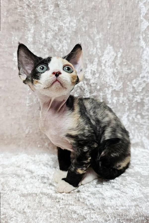 Calico Devon Rex kitten named Scarlett with cute markings and wide eyes