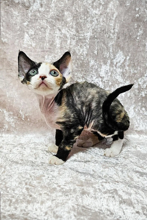 Calico Devon Rex kitten with unique markings and striking heterochromatic eyes