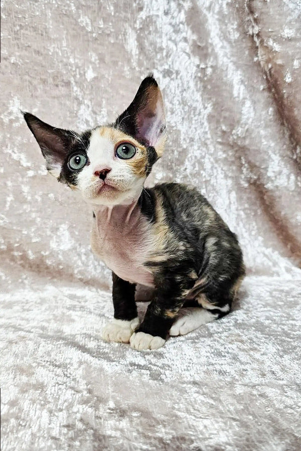 Cute Scarlett, a playful Devon Rex kitten with large eyes and unique fur patches