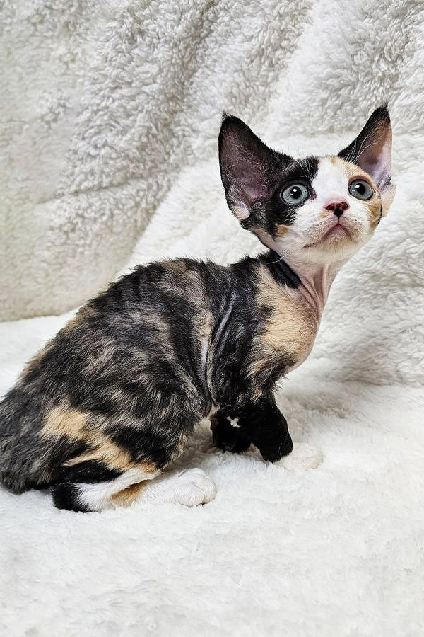 Calico Devon Rex kitten with big ears and a curious look, perfect for Scarlett