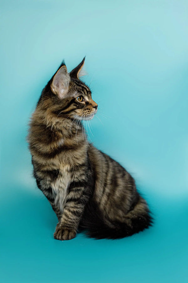 Tabby Maine Coon kitten with ear tufts sitting in profile, showcasing its playful side