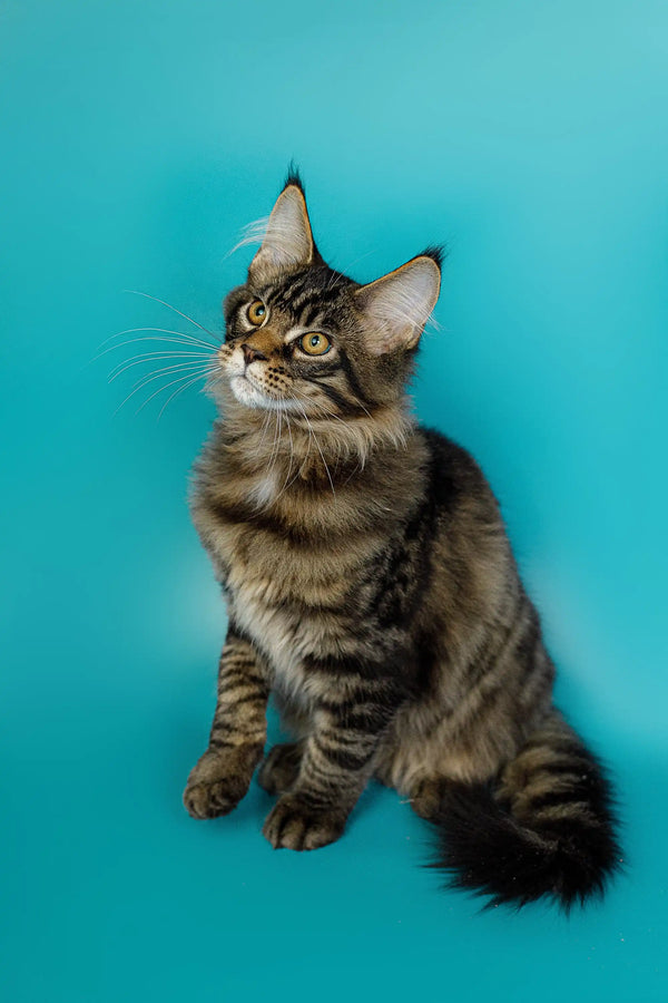 Tabby Maine Coon kitten with ear tufts sitting against a turquoise backdrop