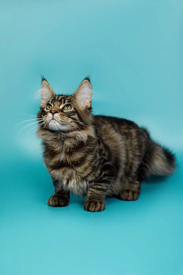 Fluffy Tabby Maine Coon Kitten with ear tufts, perfect for feline lovers