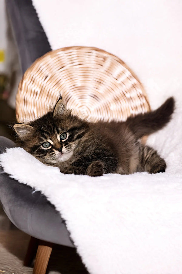 Sean | siberian kitten