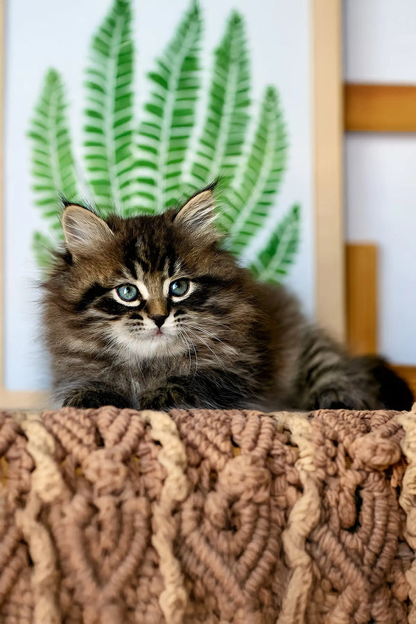 Sean | siberian kitten