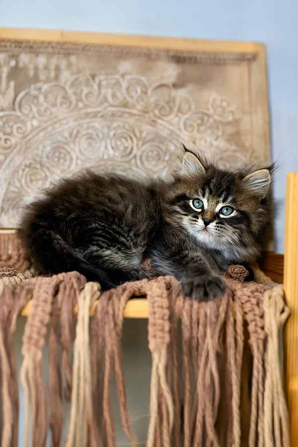 Sean | siberian kitten