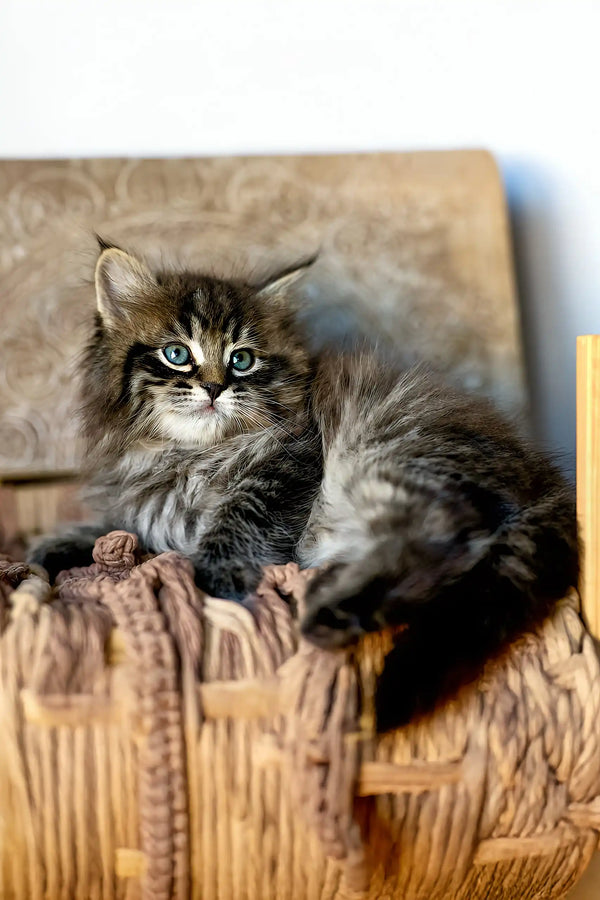 Sean | siberian kitten