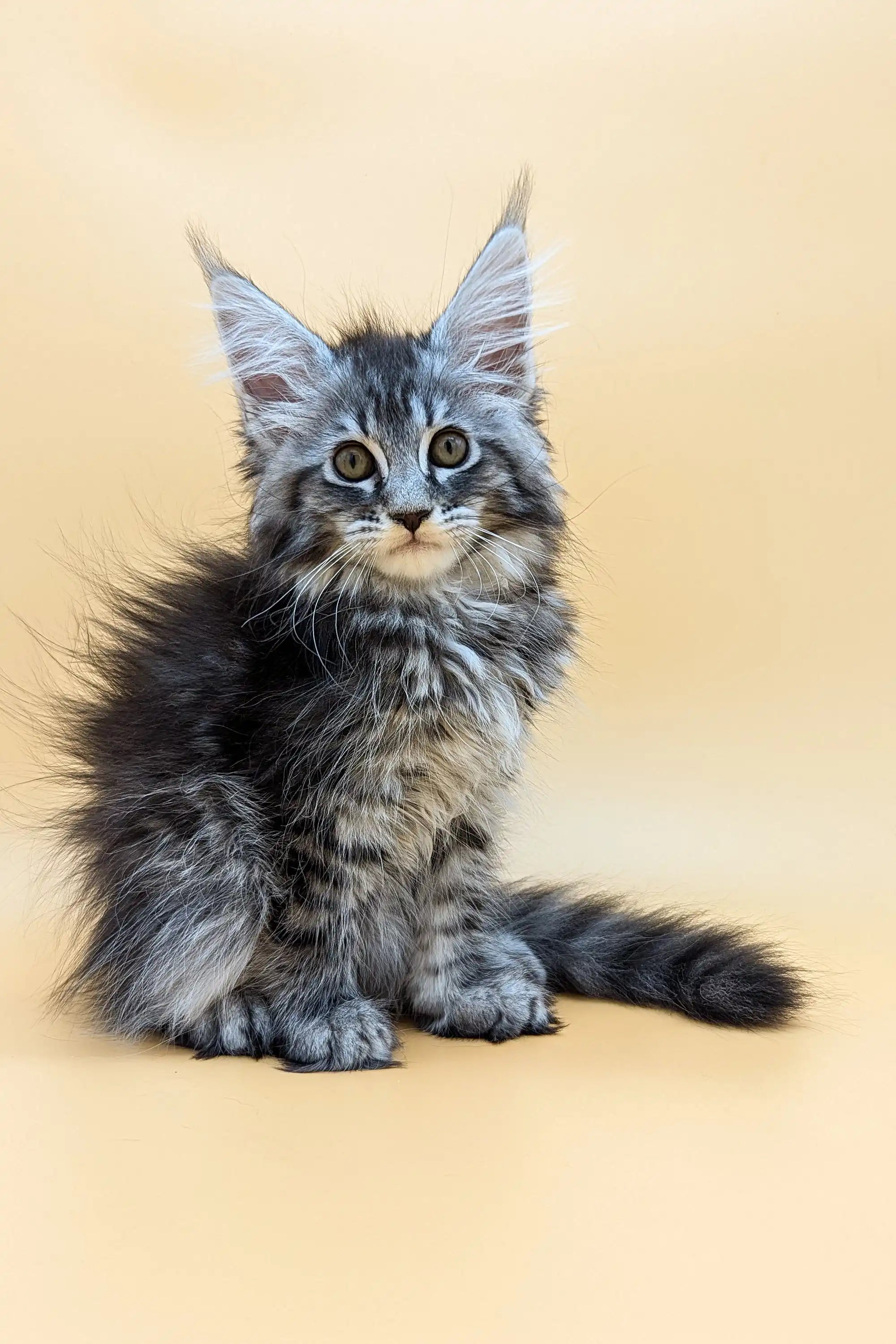 Shansy Maine Coon Kitten Adorable Fluffy Companion