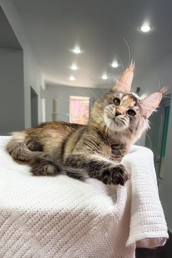 Cute Maine Coon kitten named Sheila with adorable tufted ears lounging around