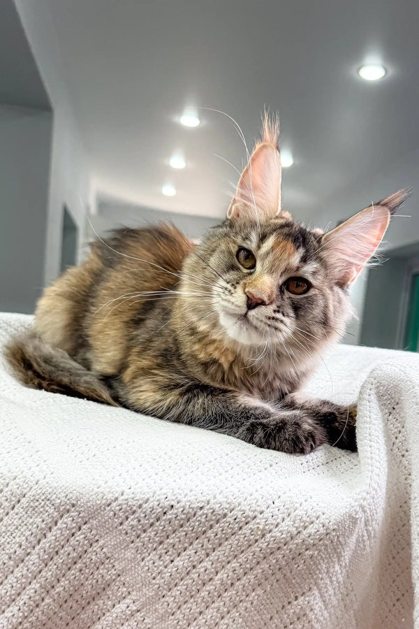 Maine Coon kitten Sheila with adorable tufted ears and a fluffy coat