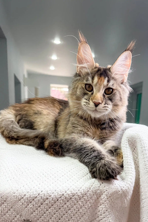 Adorable Maine Coon kitten with tufted ears, named Sheila, looking curious and playful
