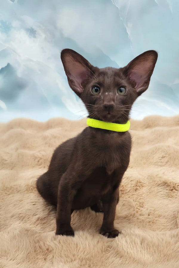 Sherilyn | oriental shorthair kitten