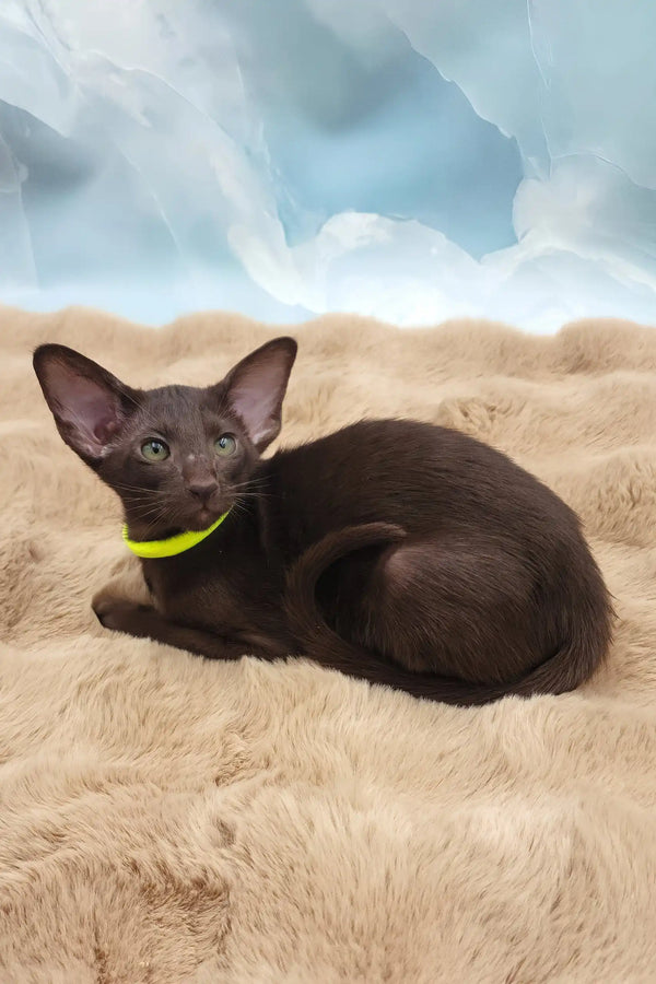 Sherilyn | oriental shorthair kitten