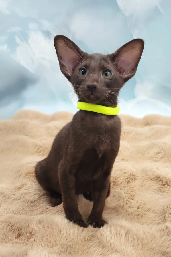Sherilyn | oriental shorthair kitten